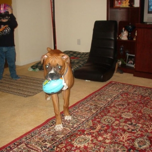 Rocky playing football