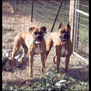 In their pen
