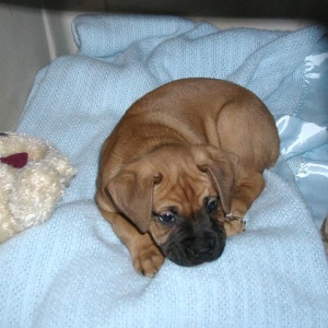 puppy1