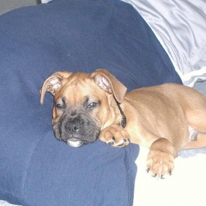 puppy2