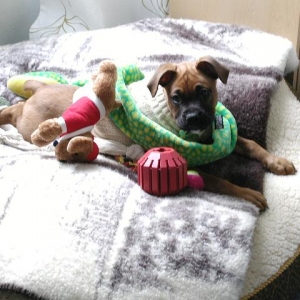 puppy3