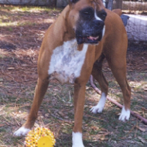 K-9 Angel: April