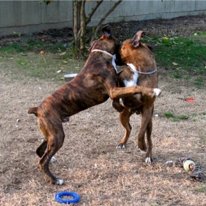 playing