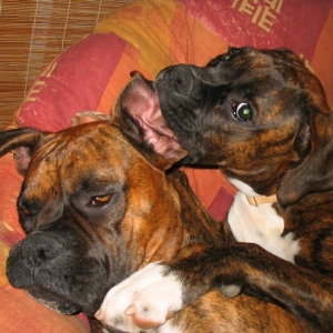 please don't bite my ear