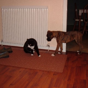 Tell me now - who is boss??