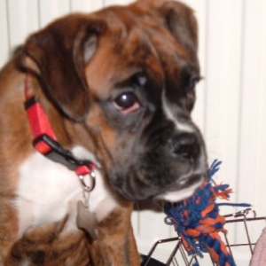 Tally at 16 weeks