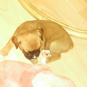 Sheeba