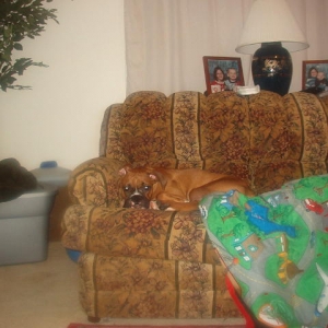 Prince Rockingham chillin'