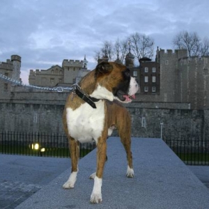 Tower of London