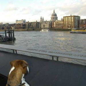 viewing St Paul\\\'s Cathedral