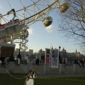 London Eye