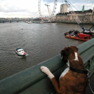 London Eye