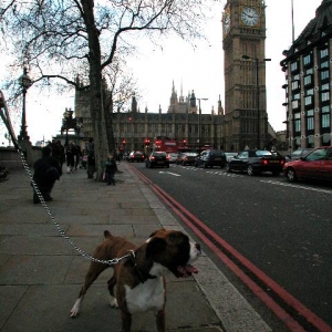 Palace of Westminster