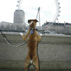 London Eye