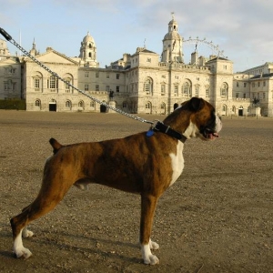 Horse Guards square