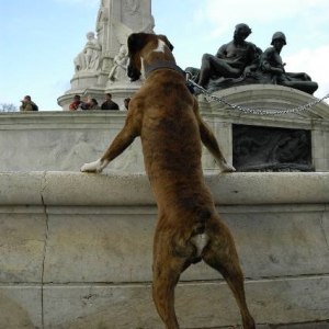 tourist
