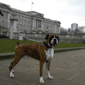 Buckingham Palace