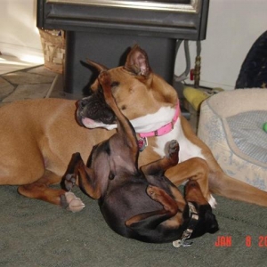 Which one is the REAL boxer?