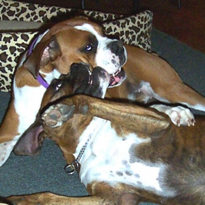 LoveBites for Cooper
