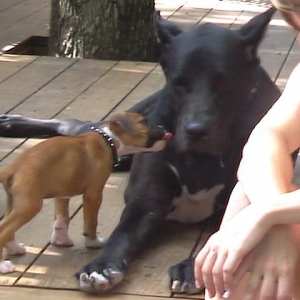 Ranger and his bigger cousin