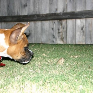 Ranger and frog