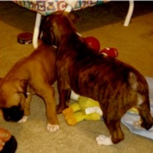 hera_the_bully