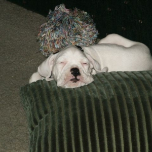 sleepyhead