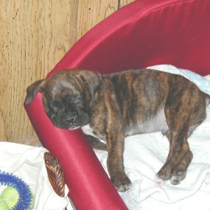 Bruiser hard at work.