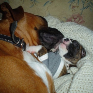 Sadie & Bailey
