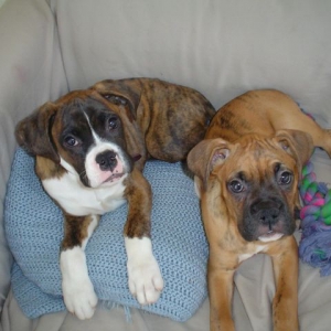 The New Babies