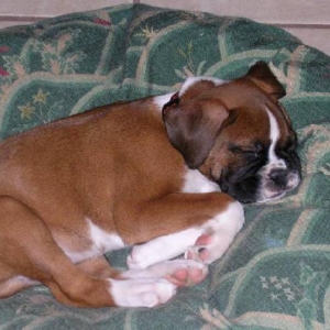 Capone 12/24/04