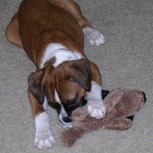 Capone @ 12 weeks