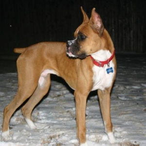 Ranger in snow
