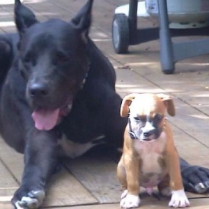 My Bodyguard