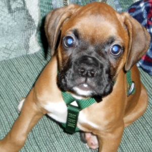 Brutus' 1st Thanksgiving
