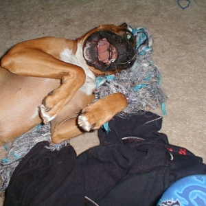 Karma goofy on Christmas