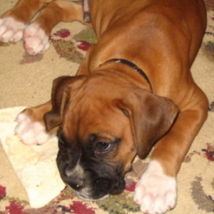 Champ relaxing after a hard days play
