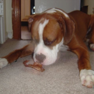 ummm...pigs ears are good