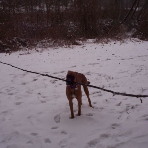Riley and her big stick!