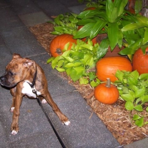 Gus - 4 months old in October