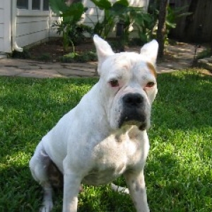 Boss needs a home