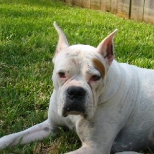Boss needs a home
