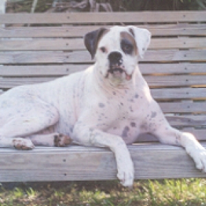 K-9 Angel: Bull