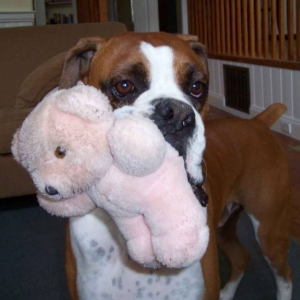 My Teddy