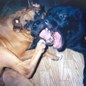 Tye & Roxy