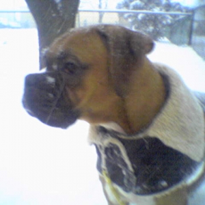 Dally loves this deep snow...