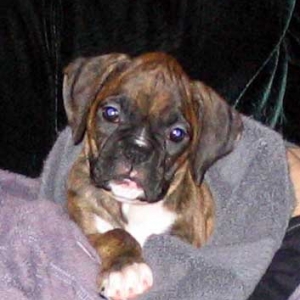 Baby Gracie