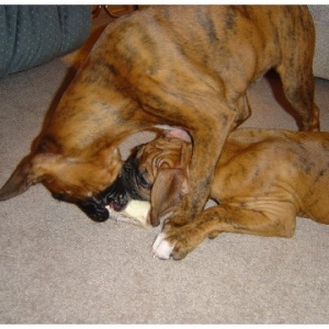 Playing with Brother
