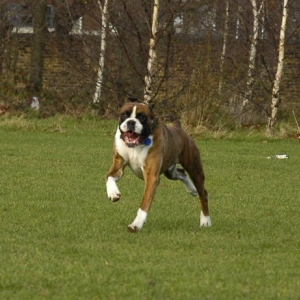high speed Henri