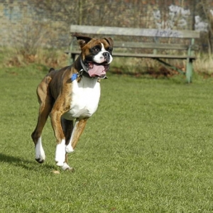 what a tongue